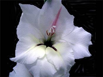 Nirit White Iridaceae