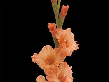 Orange New Celine Iridaceae