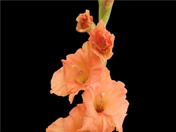 Orange Sherbet Iridaceae