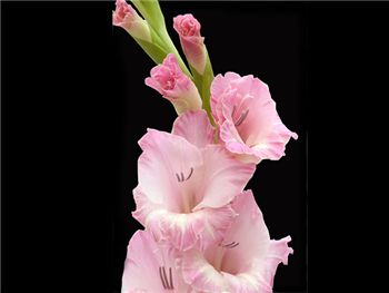 Pink Alice Iridaceae