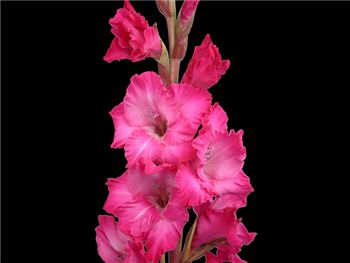 Pink Best Rose Iridaceae