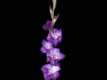 Purple Iridaceae