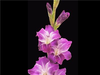 Purple Violetta Iridaceae