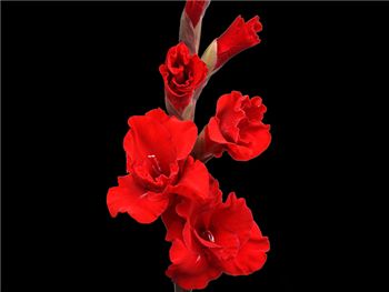 Red Neils Iridaceae