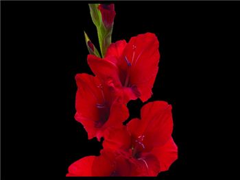 Red Scarlet Iridaceae