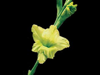 St Patricks Iridaceae