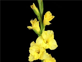 Sunshine Yellow Iridaceae