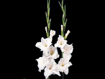 White Iridaceae