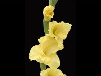 Yellow Carnary Iridaceae