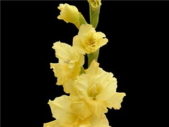 Yellow Kings Gold Iridaceae