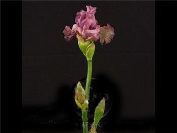 Bearded Lavender Iridaceae