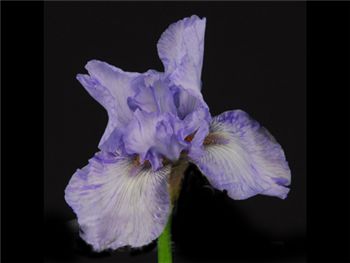 Bearded Light Blue Iridaceae