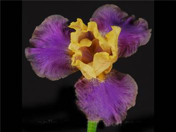 Bearded Purple Iridaceae