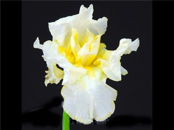 Bearded White Iridaceae