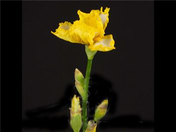 Bearded Yellow Iridaceae