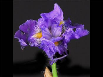 Iris Bearded Blue Iridaceae