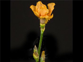 Iris b Bearded Iridaceae
