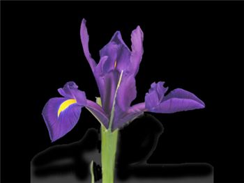 Purple Iridaceae