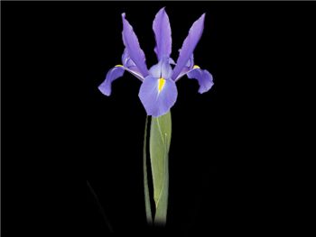 Sonoma Iridaceae