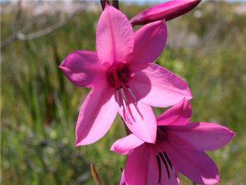 Borbonica Iridaceae