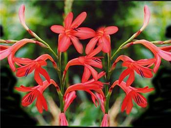 Coccinea Iridaceae