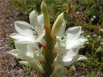 Humilis Iridaceae