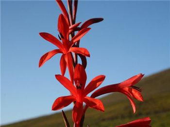 Meriana Iridaceae
