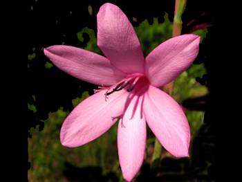 Pink Iridaceae