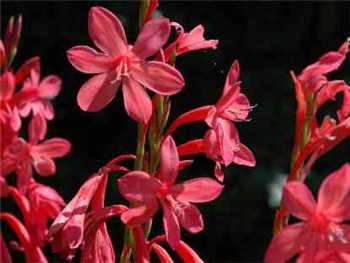 Red Iridaceae