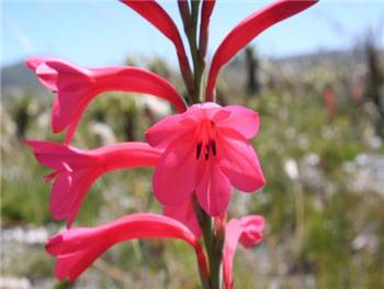 Rogersii Iridaceae