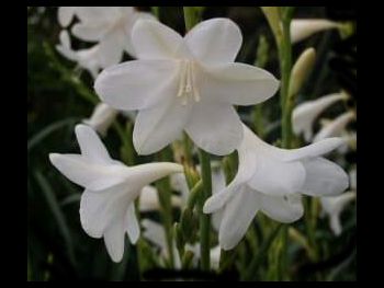 Snow Queen Iridaceae