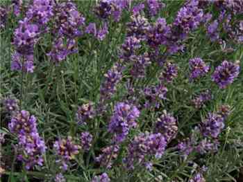 Common Lavender Lamiaceae