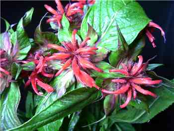 Cambridge Scarlet Lamiaceae