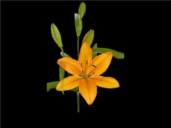 Advantage Liliaceae
