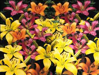 Assorted Liliaceae