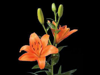 Baritone Liliaceae