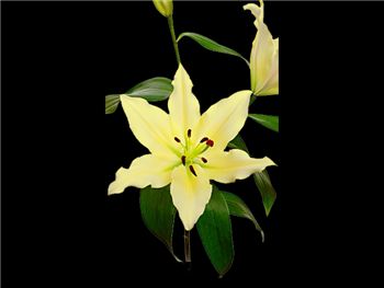Baruta Liliaceae