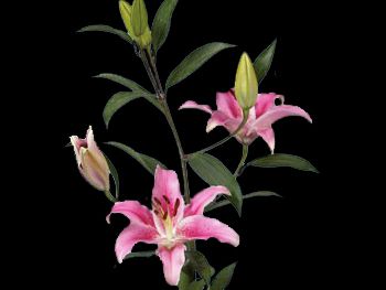 Bernini Liliaceae