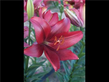 Burgundy Liliaceae