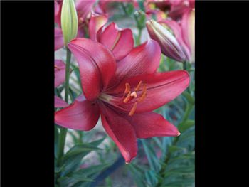 Burgundy Liliaceae