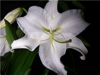 Casa Blanca Liliaceae