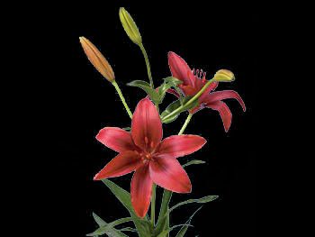 Classic Red Liliaceae