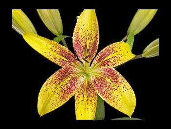Cream Liliaceae