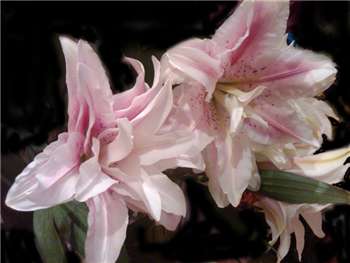 Double Rose Liliaceae