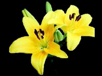 Eleganze Liliaceae
