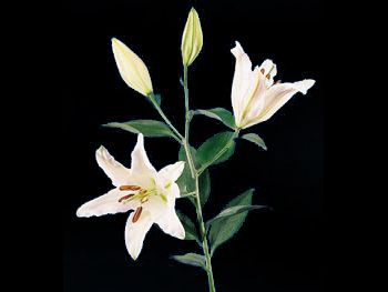 Geo Marshall Liliaceae