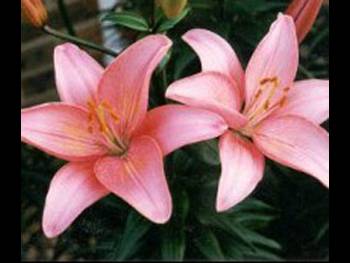 Light Pink Liliaceae