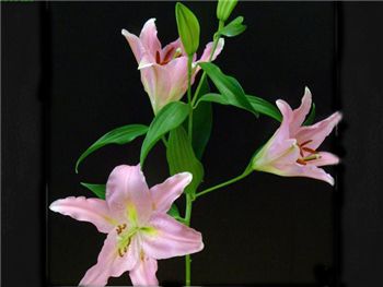 Lombardia Liliaceae