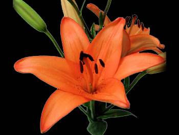 Orange Liliaceae