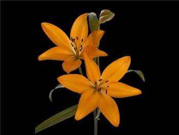Papaya Liliaceae